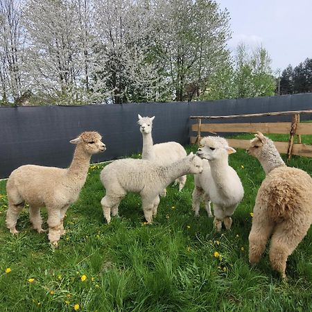 Domki Pod Lasem Villa Rokiciny Podhalanskie Buitenkant foto
